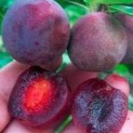 Саженец Сливово-вишневый гибрид Мейнор в контейнере